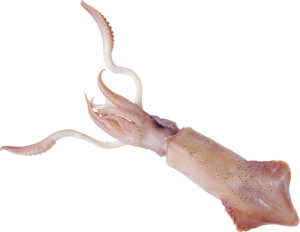 Squid PNG-47179